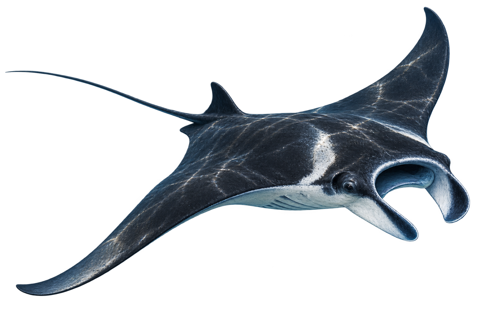 Realistic manta ray sticker