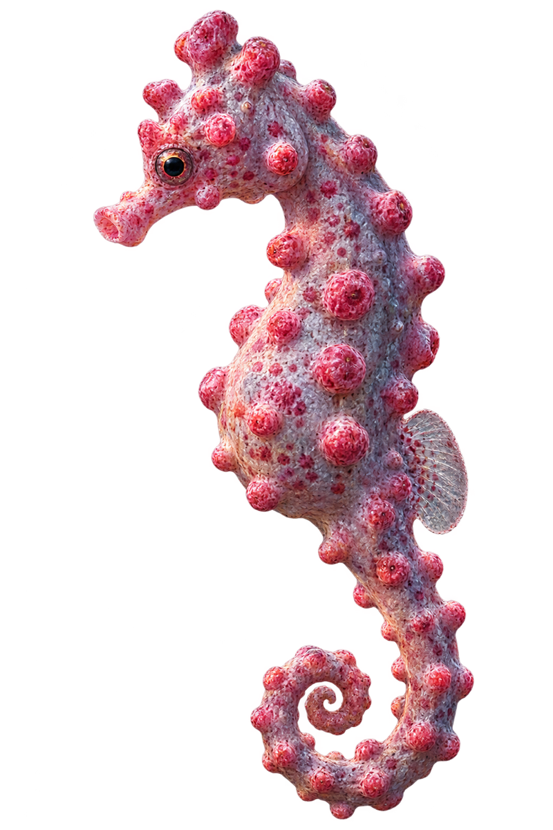 Optimized realistic pygmy seahorse sticker