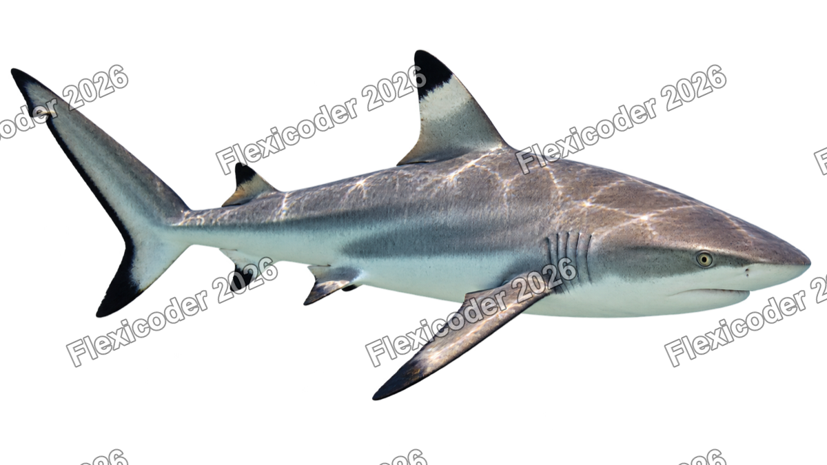 Transparent production sticker artwork of Blacktip Shark for the Great Barrier Reef collection