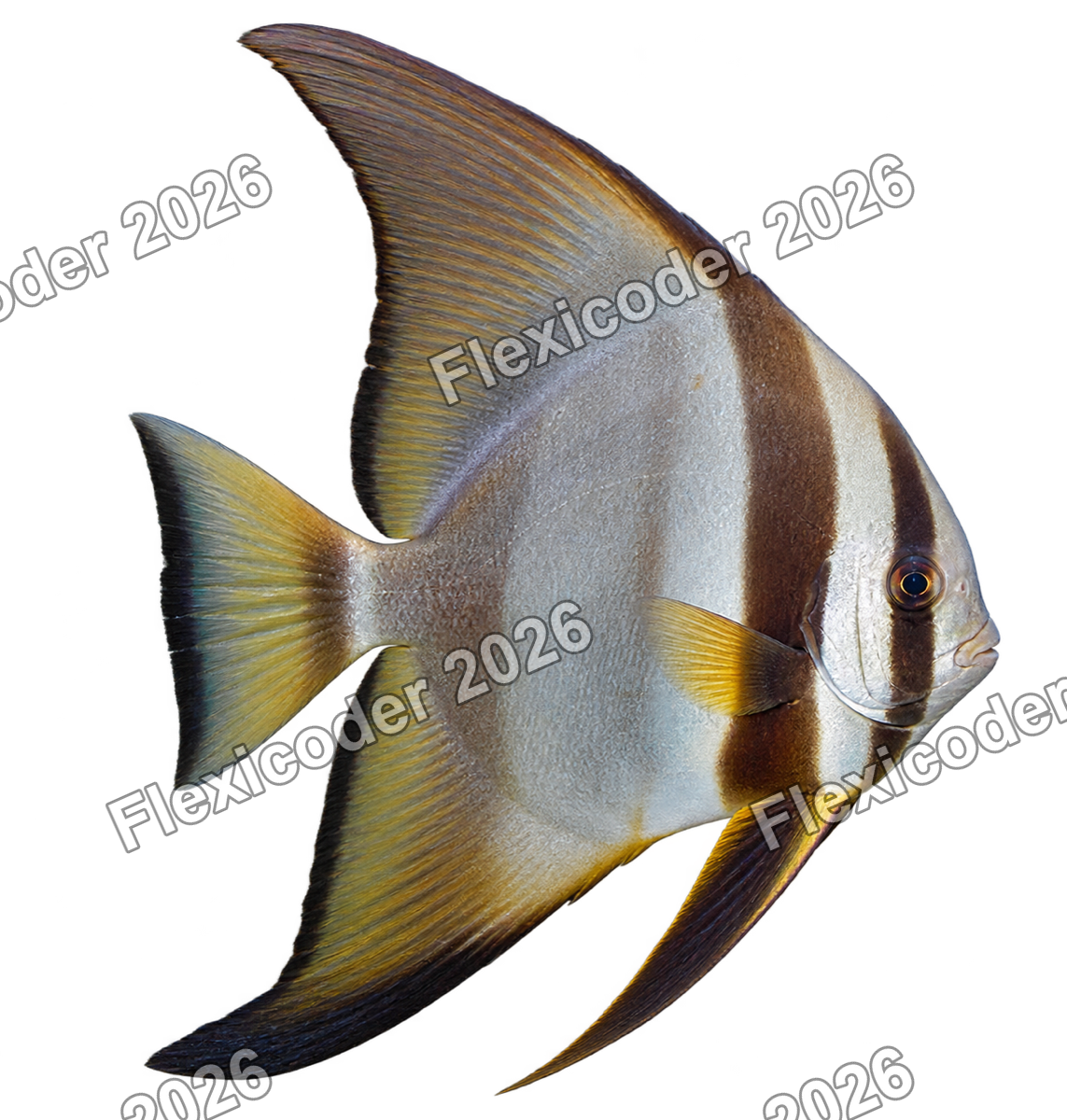 Transparent production sticker artwork of Longfin Batfish for the Red Sea collection