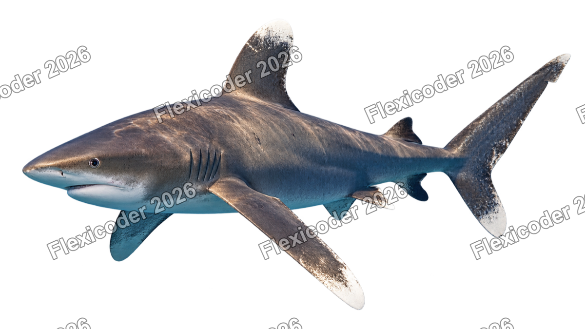 Transparent production sticker artwork of Oceanic Whitetip for the Red Sea collection