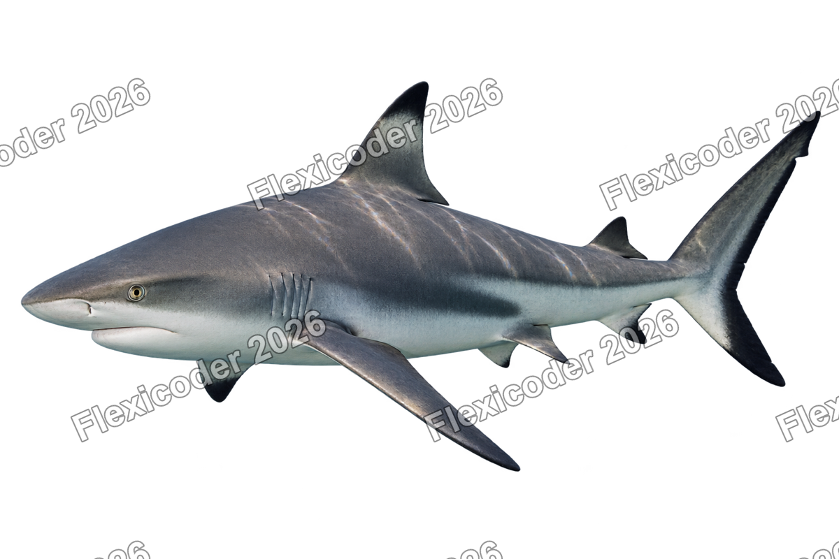 Transparent production sticker artwork of Grey Reef Shark for the Indian Ocean collection