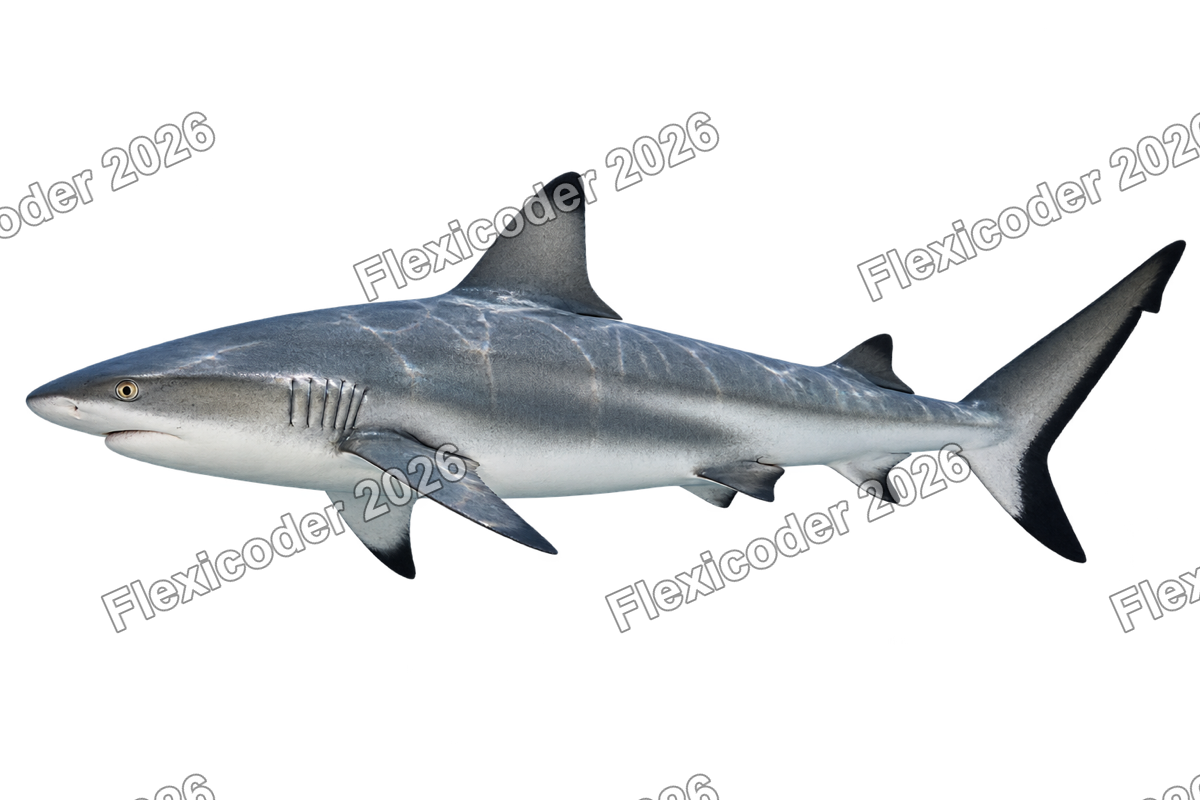 Transparent production sticker artwork of Grey Reef Shark for the Pacific Islands collection
